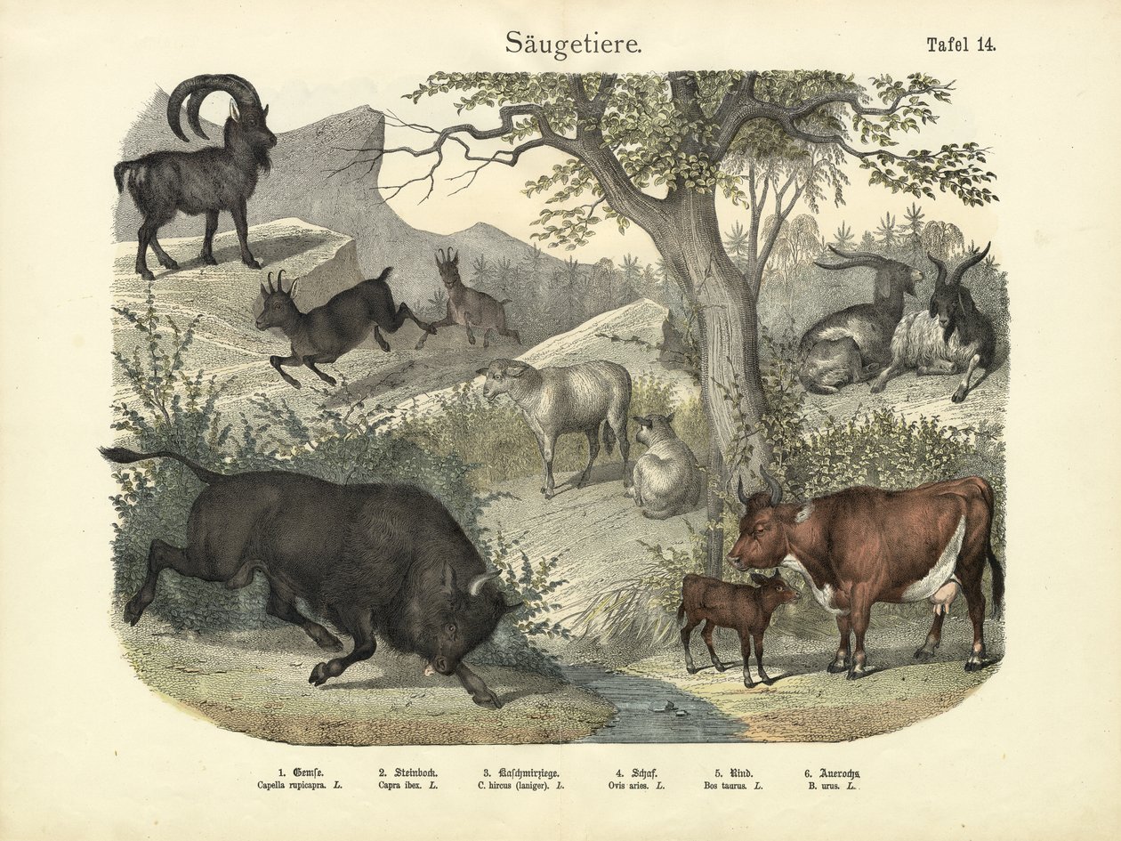 स्तनधारी, c.1860 द्वारा जर्मन स्कूल
