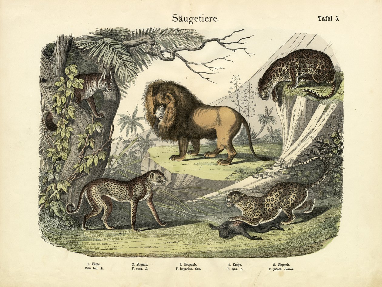 स्तनधारी, c.1860 द्वारा जर्मन स्कूल