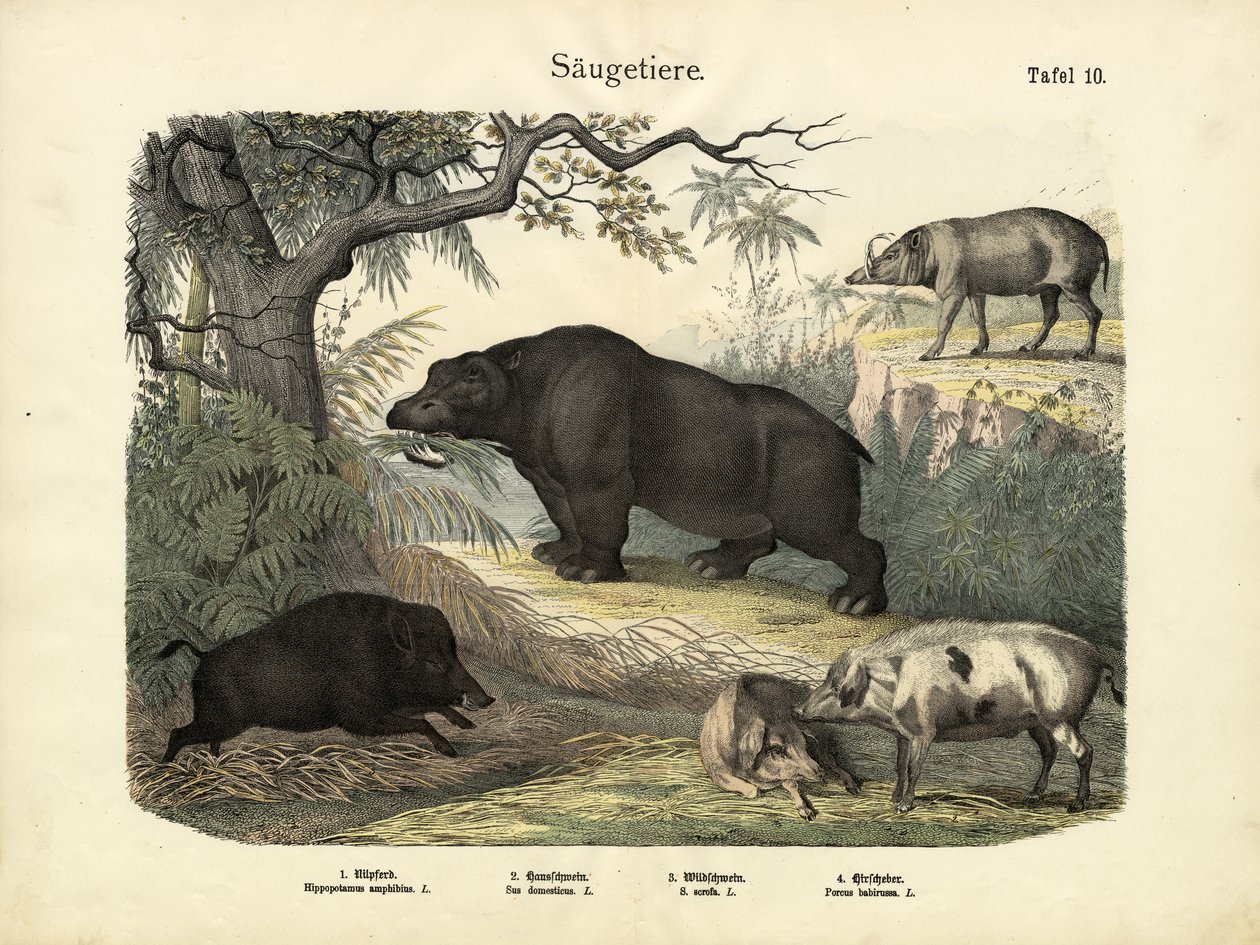 स्तनधारी, c.1860 द्वारा जर्मन स्कूल