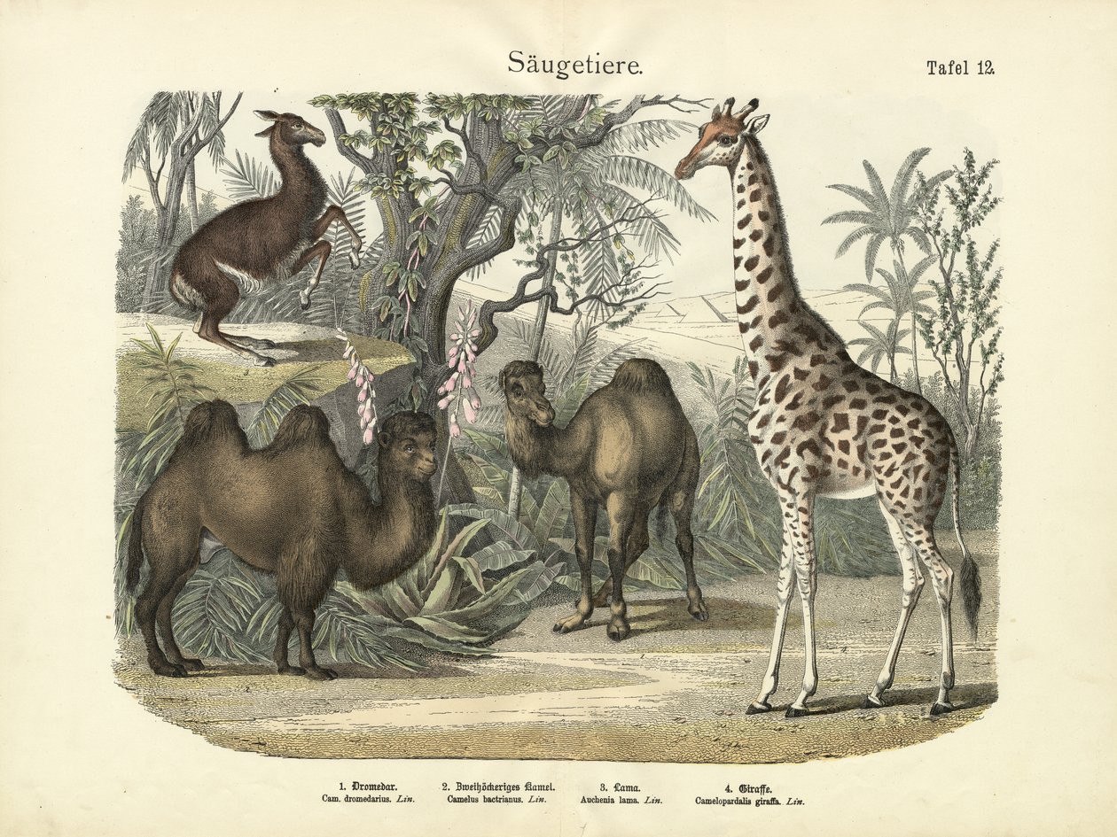 स्तनधारी, c.1860 द्वारा जर्मन स्कूल