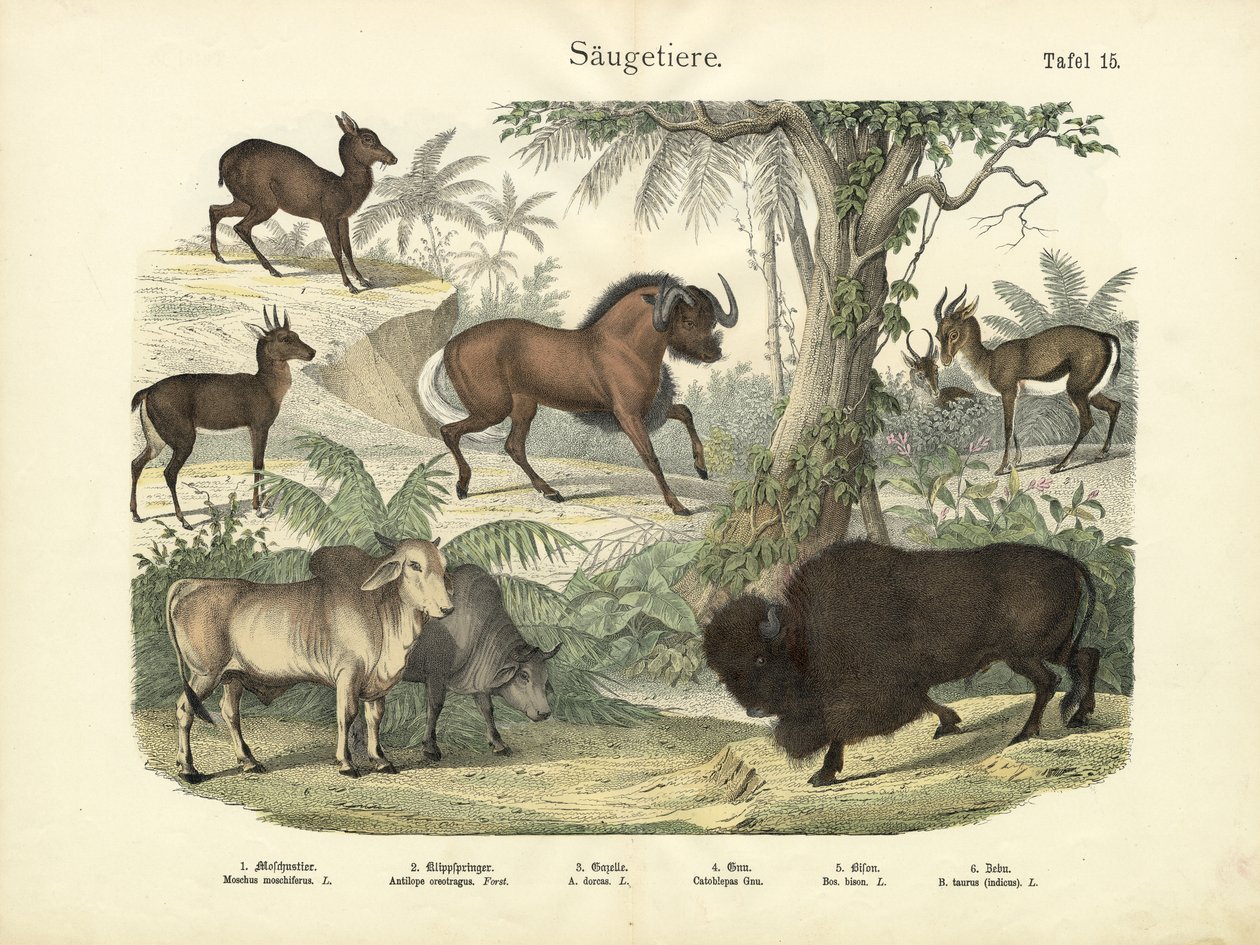 स्तनधारी, c.1860 द्वारा जर्मन स्कूल