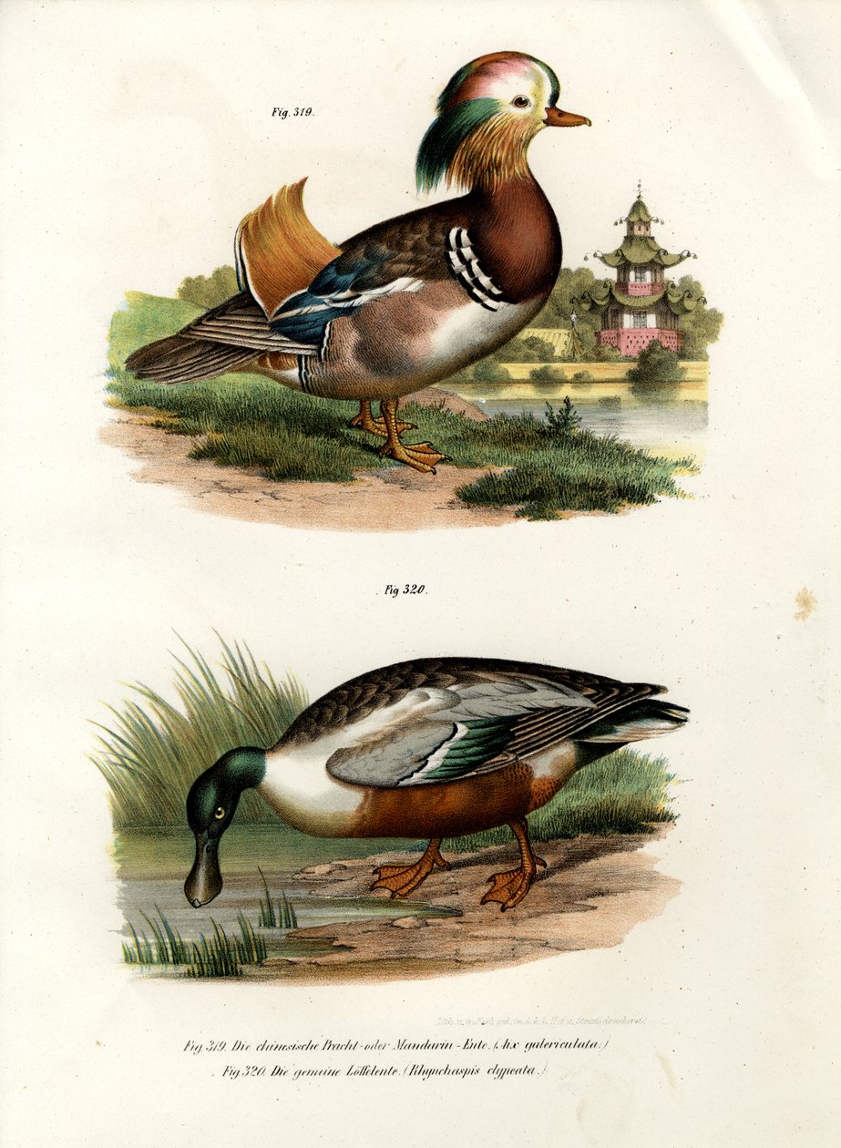 मंदारिन डक, 1864 द्वारा जर्मन स्कूल