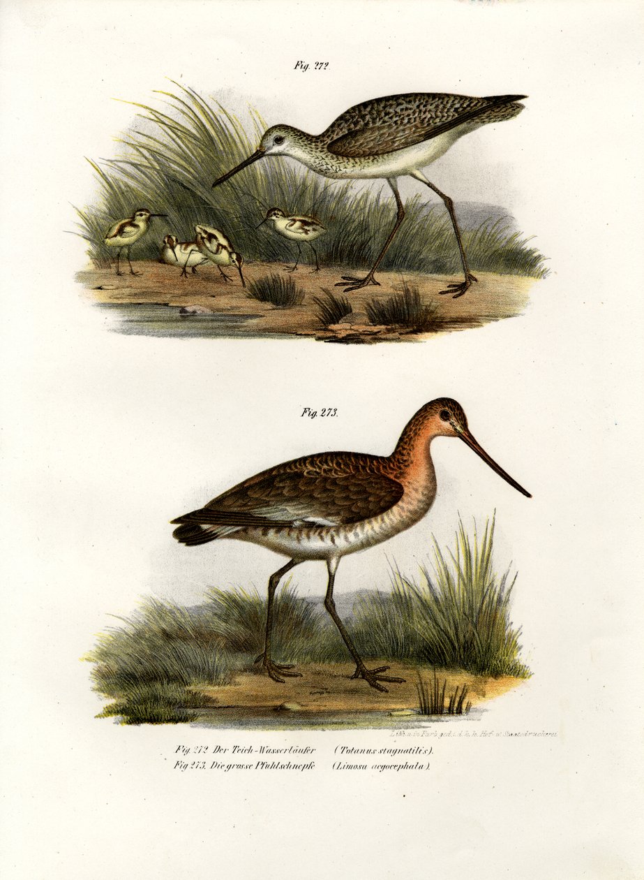 मार्श सैंडपाइपर, 1864 द्वारा जर्मन स्कूल