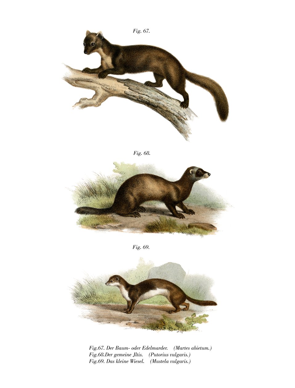 मार्टन, 1860 द्वारा जर्मन स्कूल