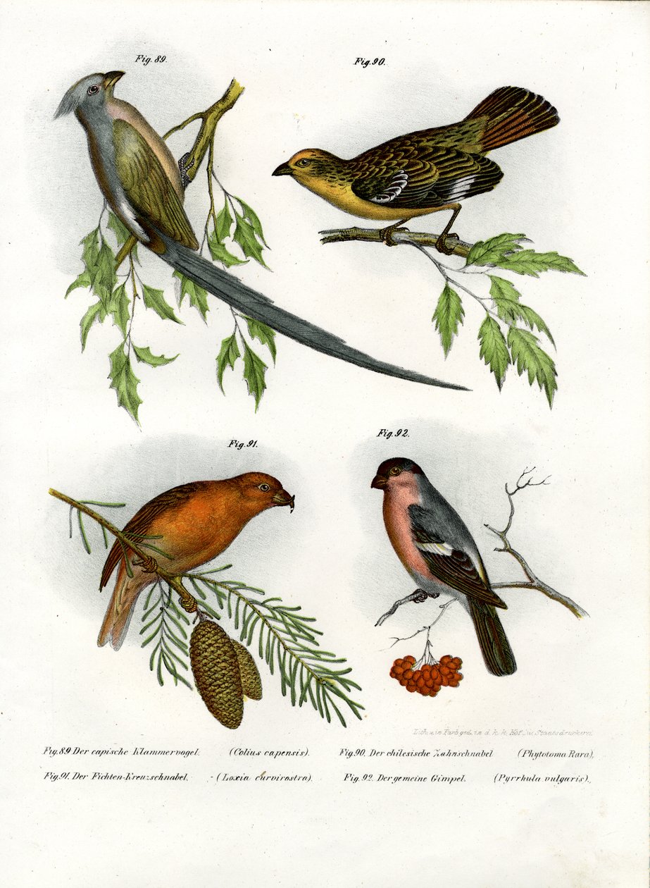 माउसबर्ड, 1864 द्वारा जर्मन स्कूल