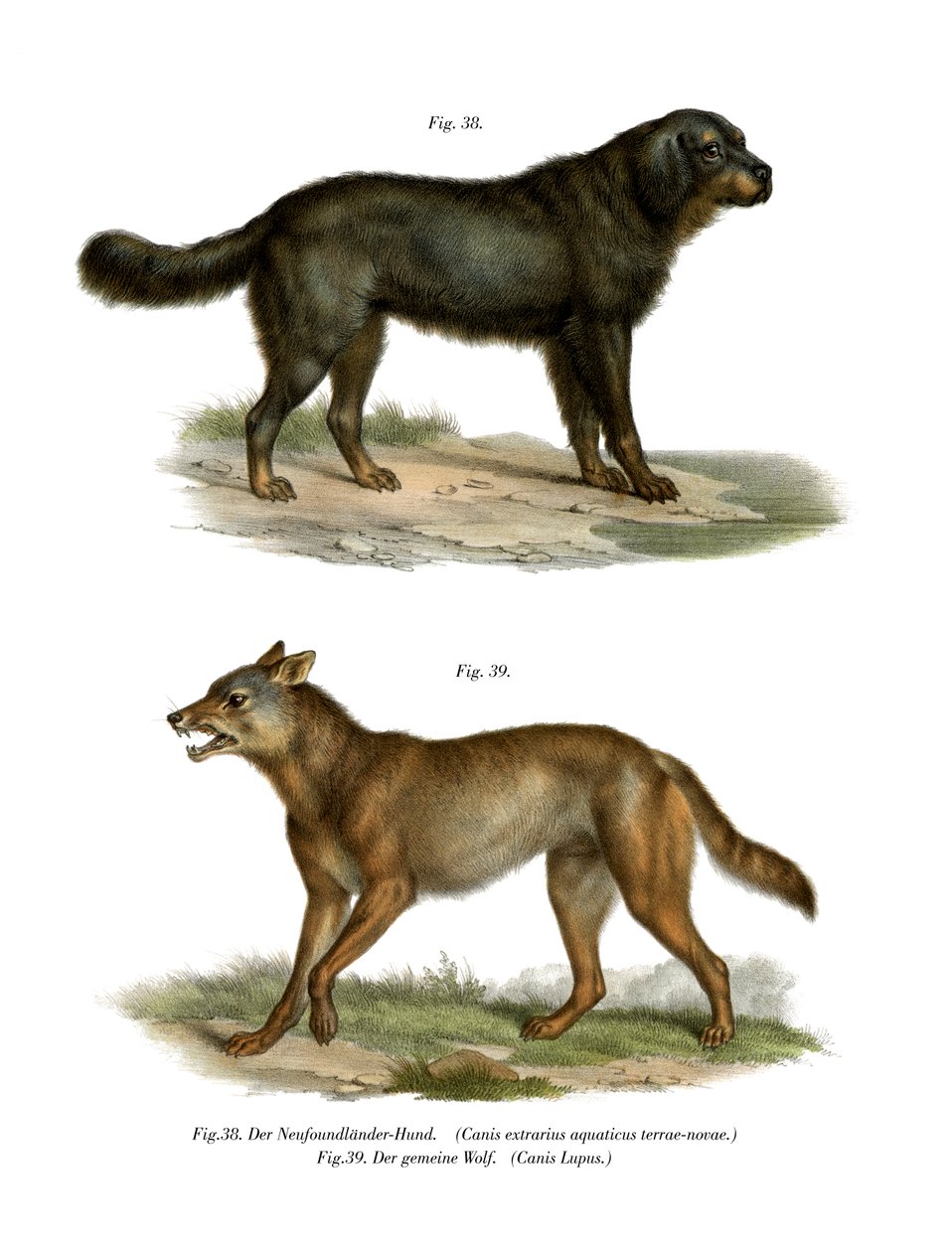 न्यूफ़ाउंडलैंड डॉग, 1860 द्वारा जर्मन स्कूल