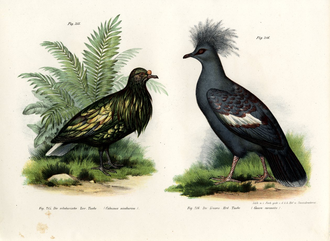निकोबार कबूतर, 1864 द्वारा जर्मन स्कूल