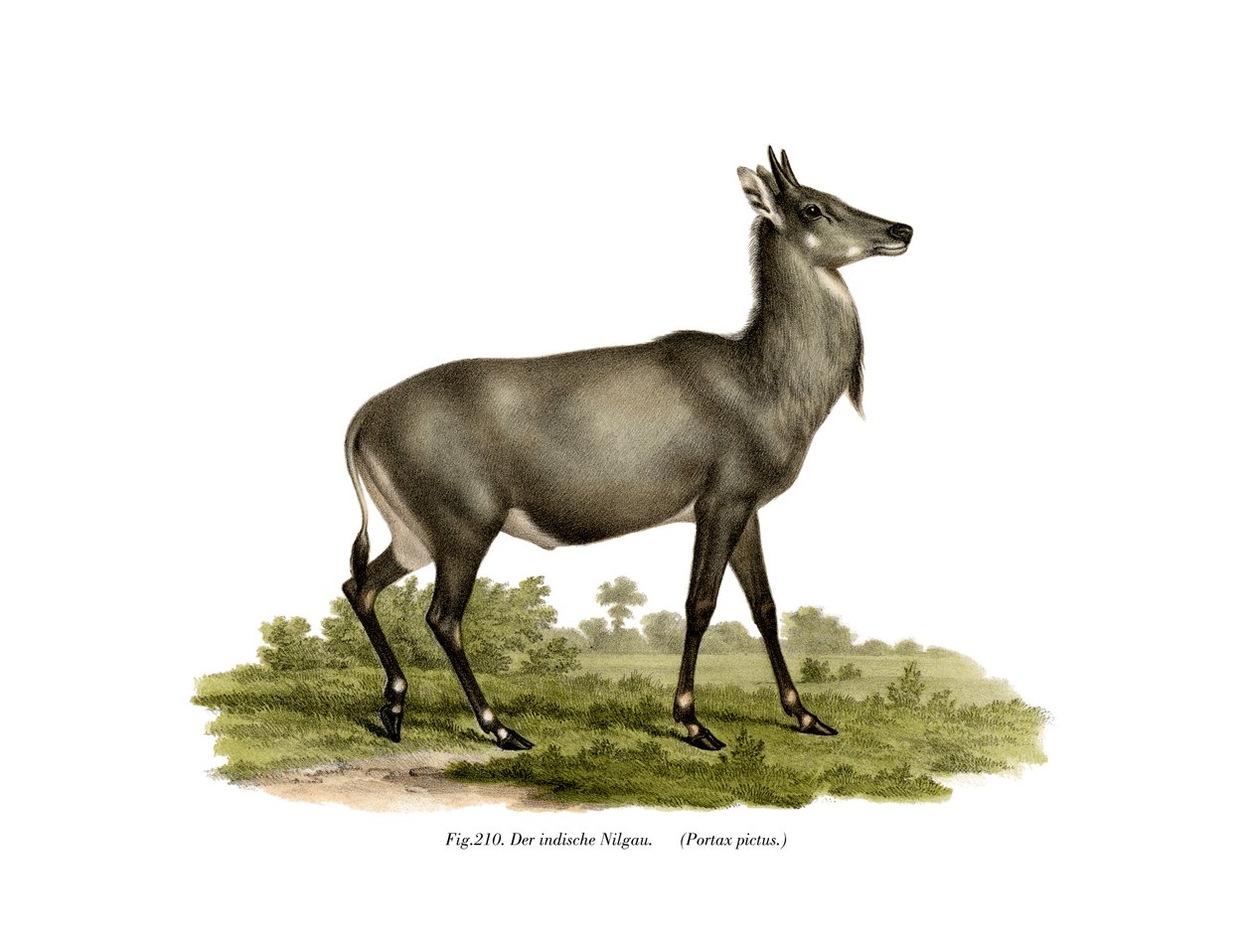 नीलगाय, 1860 द्वारा जर्मन स्कूल