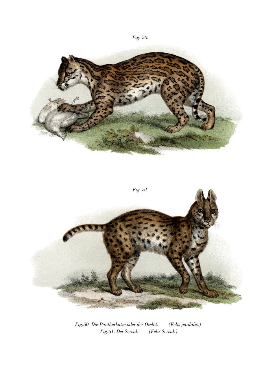 ओसेलॉट, 1860 द्वारा जर्मन स्कूल