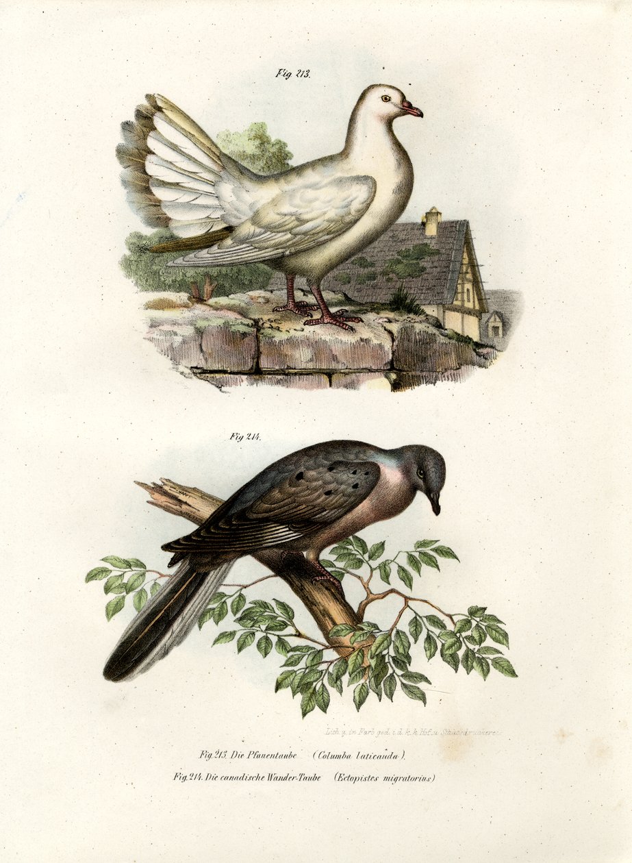 मोर कबूतर, 1864 द्वारा जर्मन स्कूल