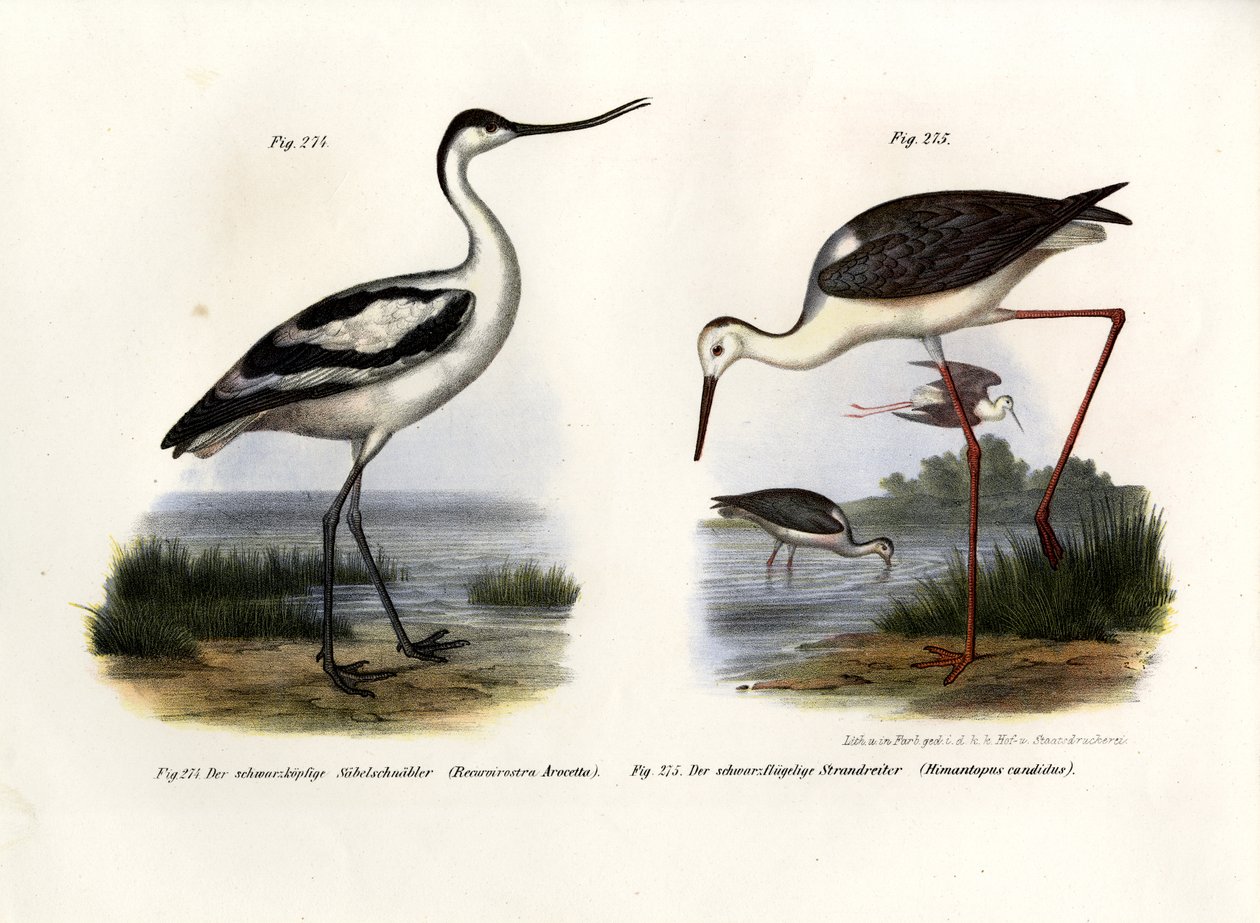 चितकबरा Avocet, 1864 द्वारा जर्मन स्कूल