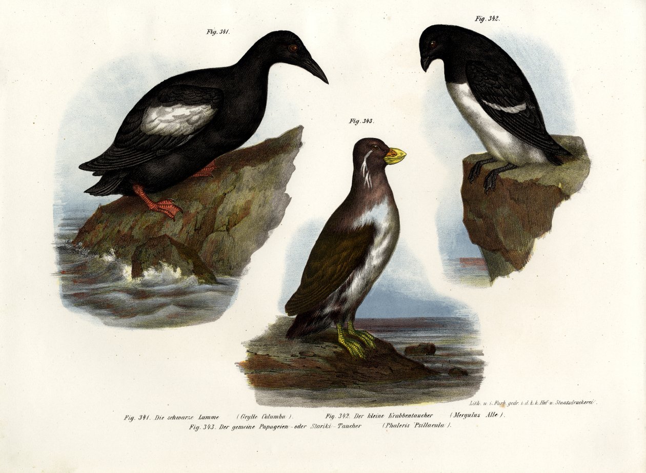 कबूतर गुइलमोट, 1864 द्वारा जर्मन स्कूल