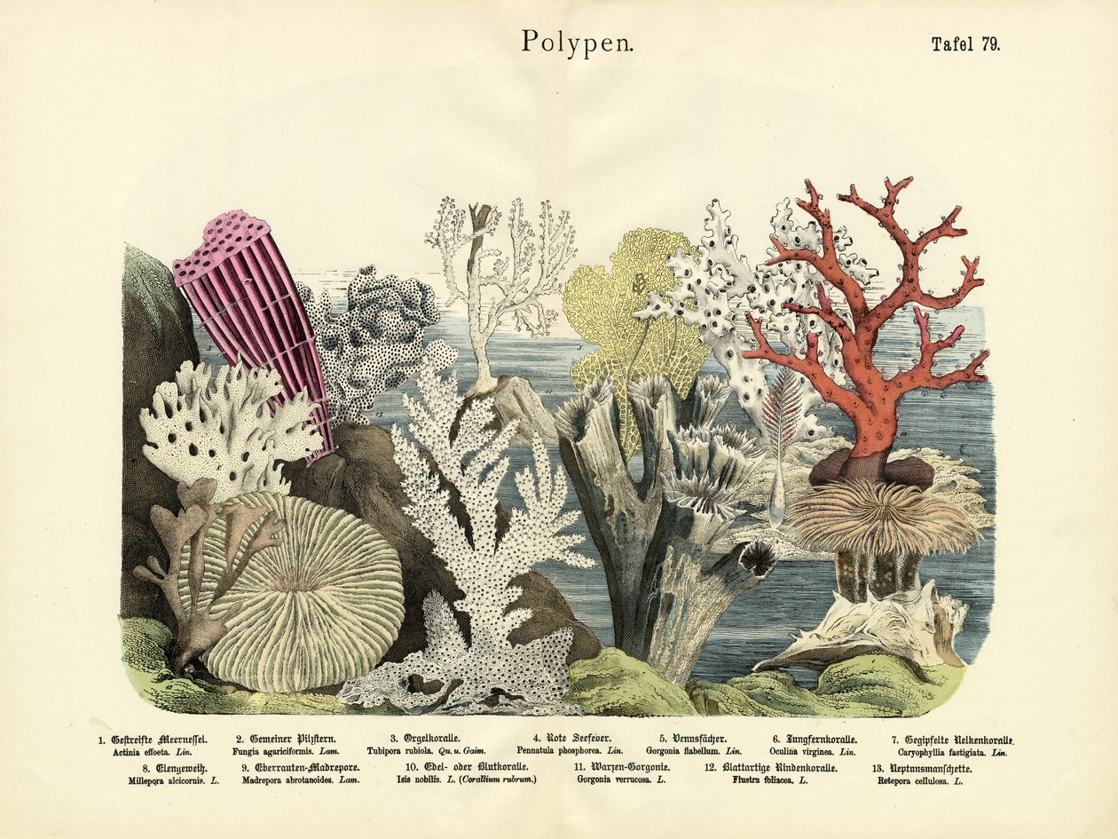 पॉलीप्स, c.1860 द्वारा जर्मन स्कूल