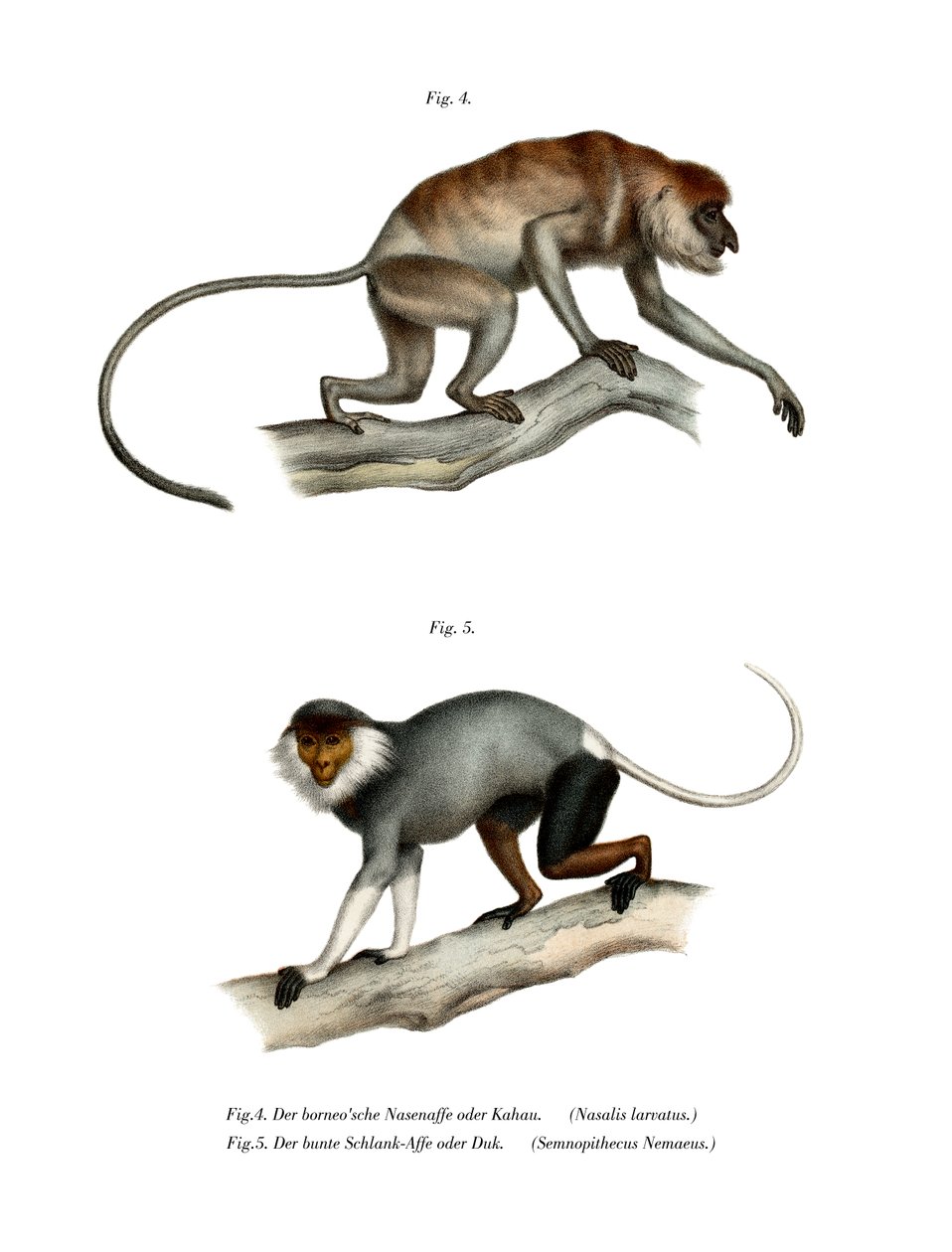सूंड बंदर, 1860 द्वारा जर्मन स्कूल