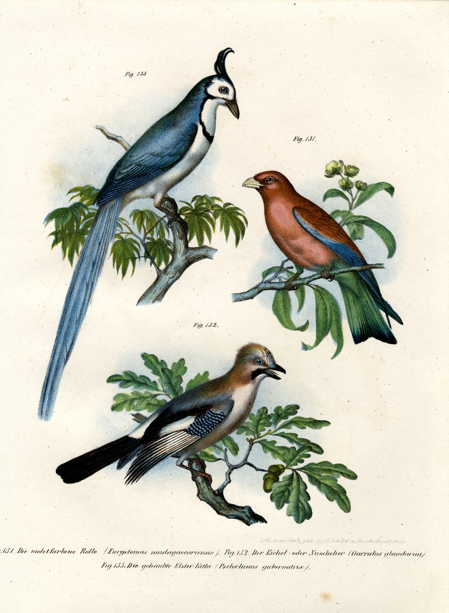 बैंगनी रोलर, 1864 द्वारा जर्मन स्कूल