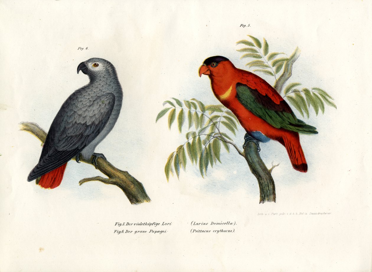 पर्पल-नैप्ड लोरी, 1864 द्वारा जर्मन स्कूल