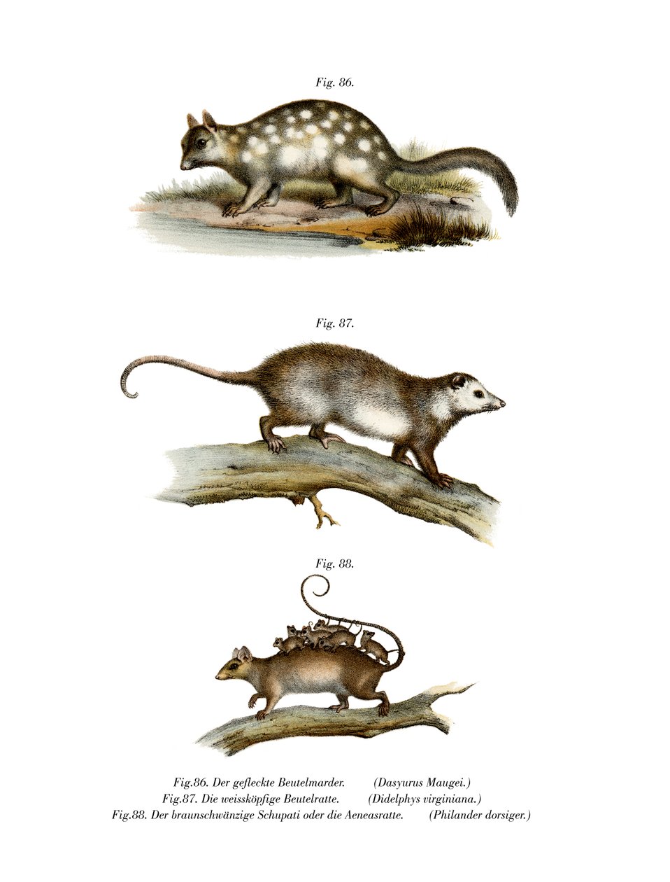 क्वोल, 1860 द्वारा जर्मन स्कूल