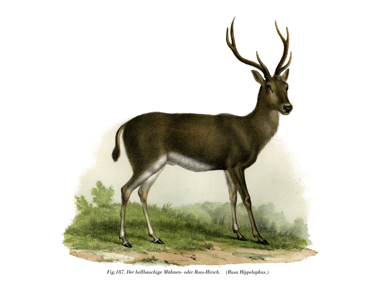 रेड डियर, 1860 द्वारा जर्मन स्कूल