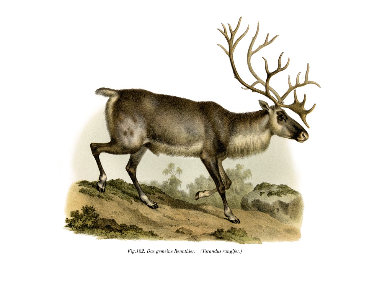 रेनडियर, 1860 द्वारा जर्मन स्कूल