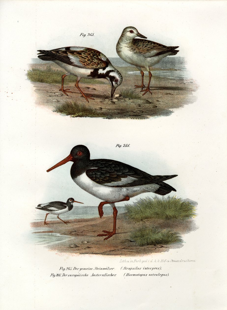 रूडी टर्नस्टोन, 1864 द्वारा जर्मन स्कूल