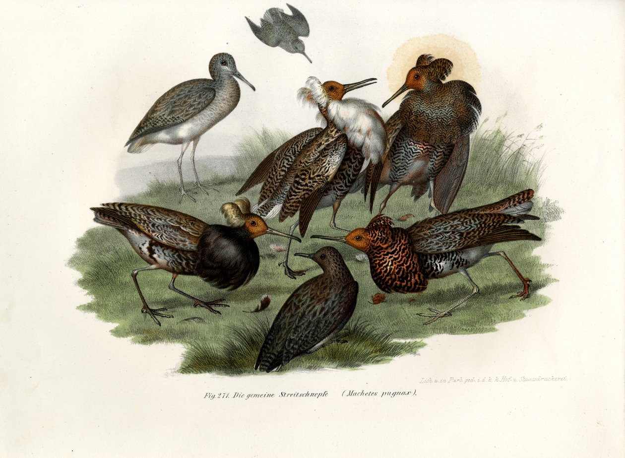 रफ, 1864 द्वारा जर्मन स्कूल