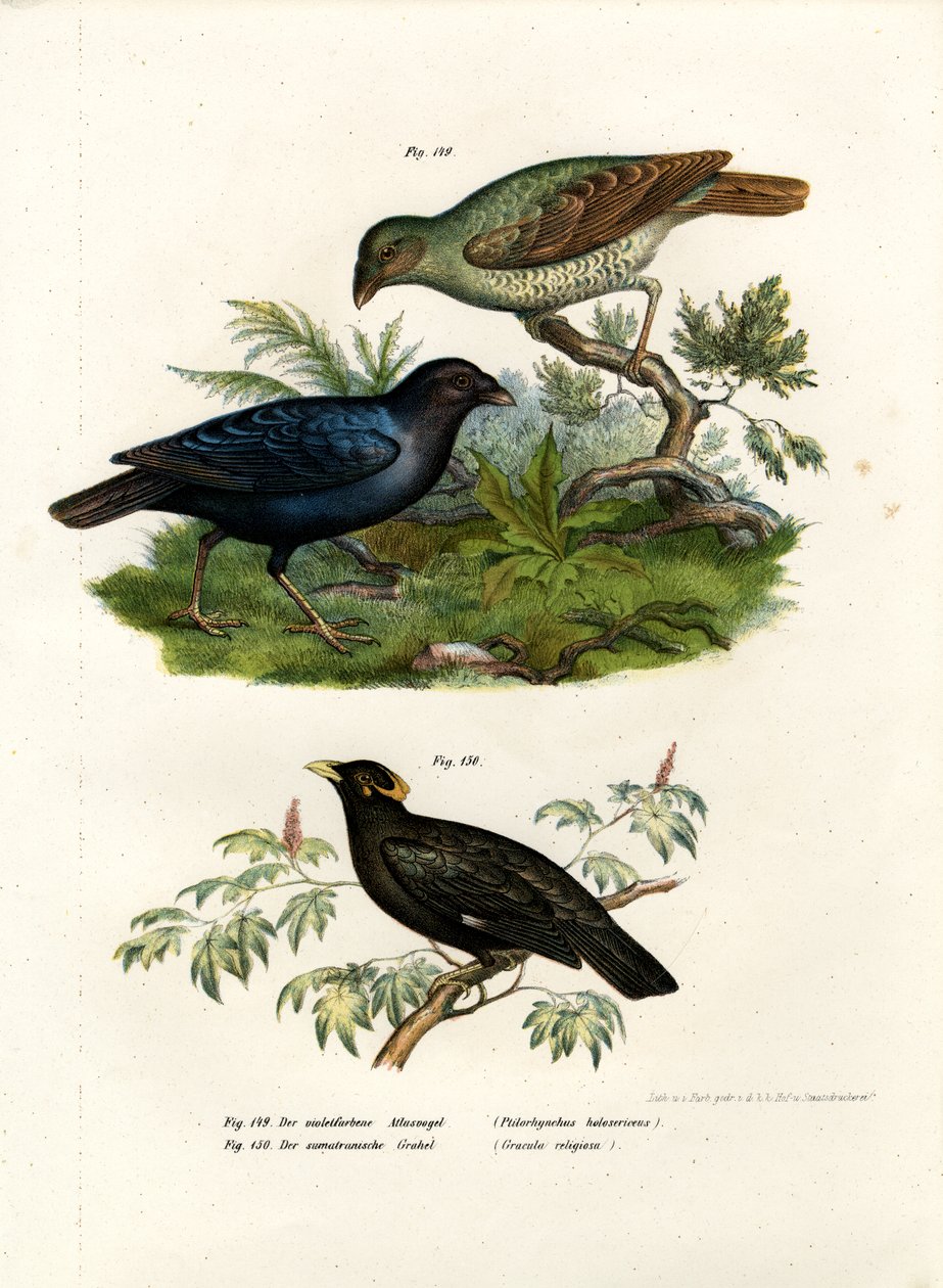 सैटिन बोवर बर्ड, 1864 द्वारा जर्मन स्कूल
