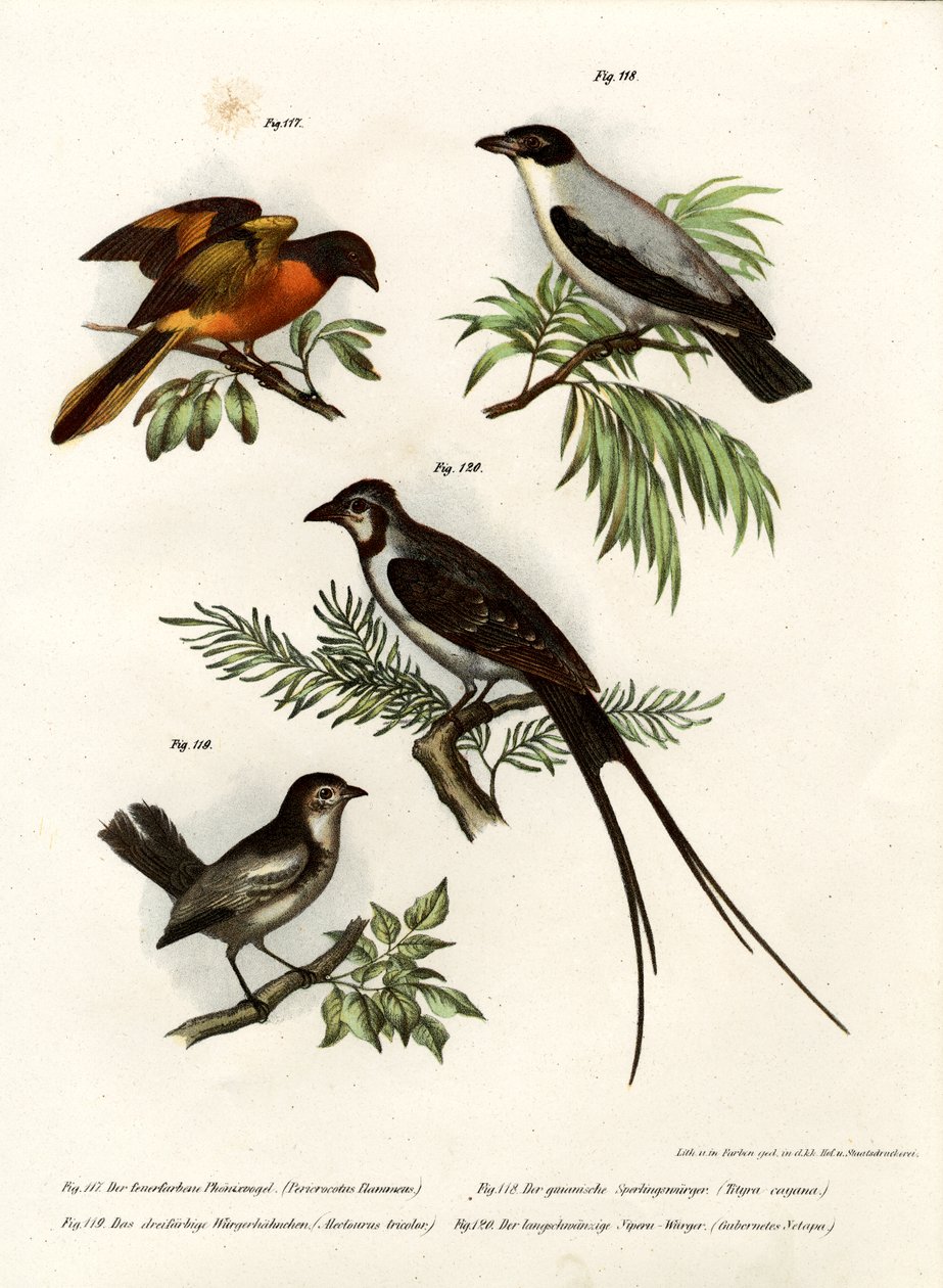 स्कारलेट मिनिवेट, 1864 द्वारा जर्मन स्कूल
