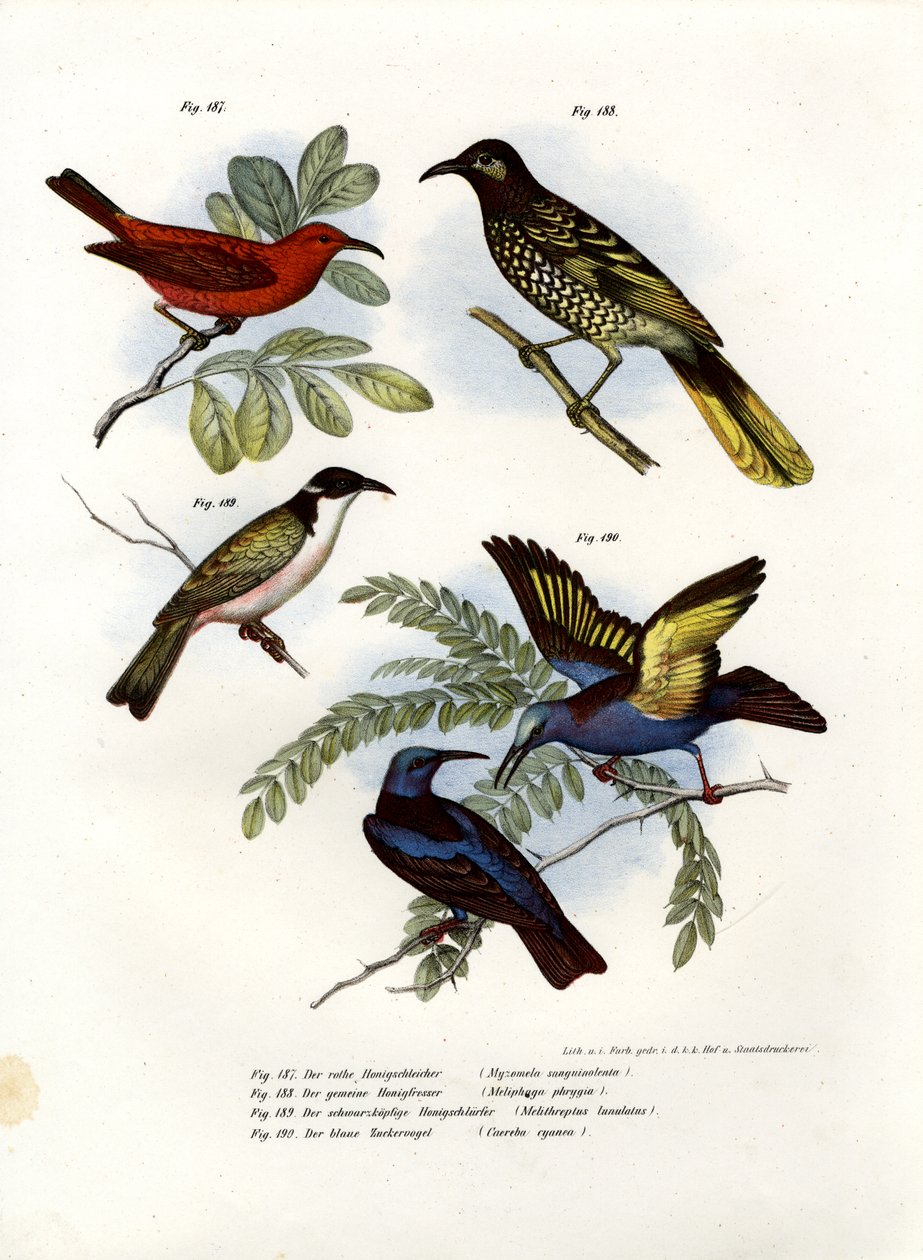 स्कारलेट मायज़ोमेला, 1864 द्वारा जर्मन स्कूल