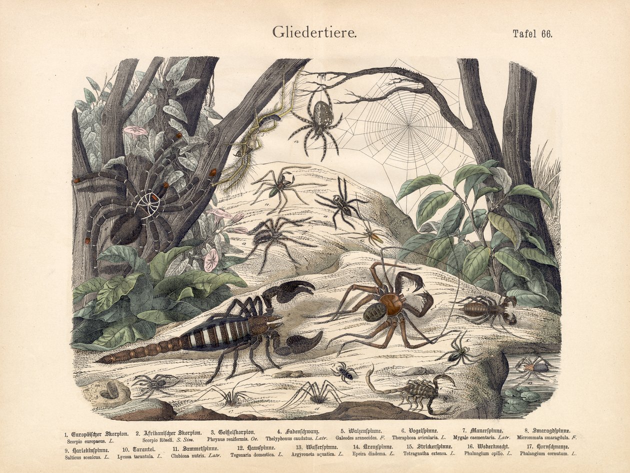 बिच्छू और मकड़ियों, c.1860 द्वारा जर्मन स्कूल