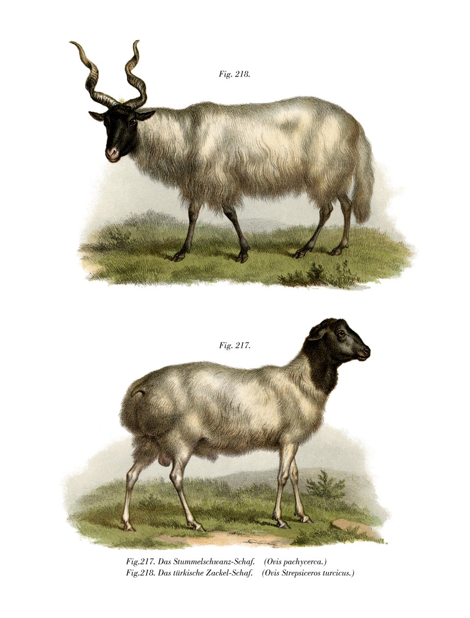 भेड़, 1860 द्वारा जर्मन स्कूल