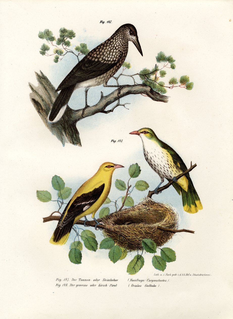 स्पॉटेड नटक्रैकर, 1864 द्वारा जर्मन स्कूल
