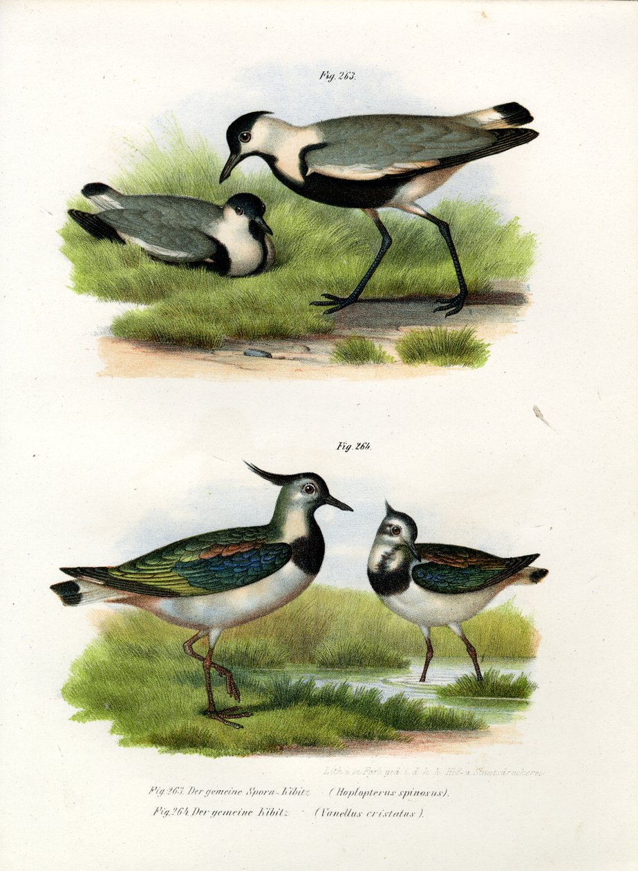 स्पर-विंग्ड लैपविंग, 1864 द्वारा जर्मन स्कूल
