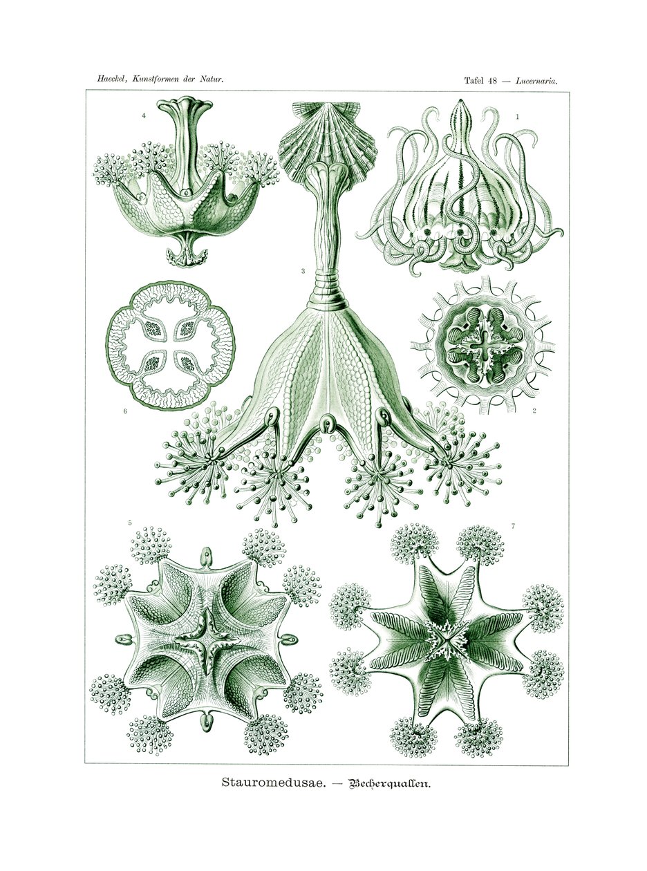 स्ट्रोमेडुसे, 1899-1904 द्वारा जर्मन स्कूल