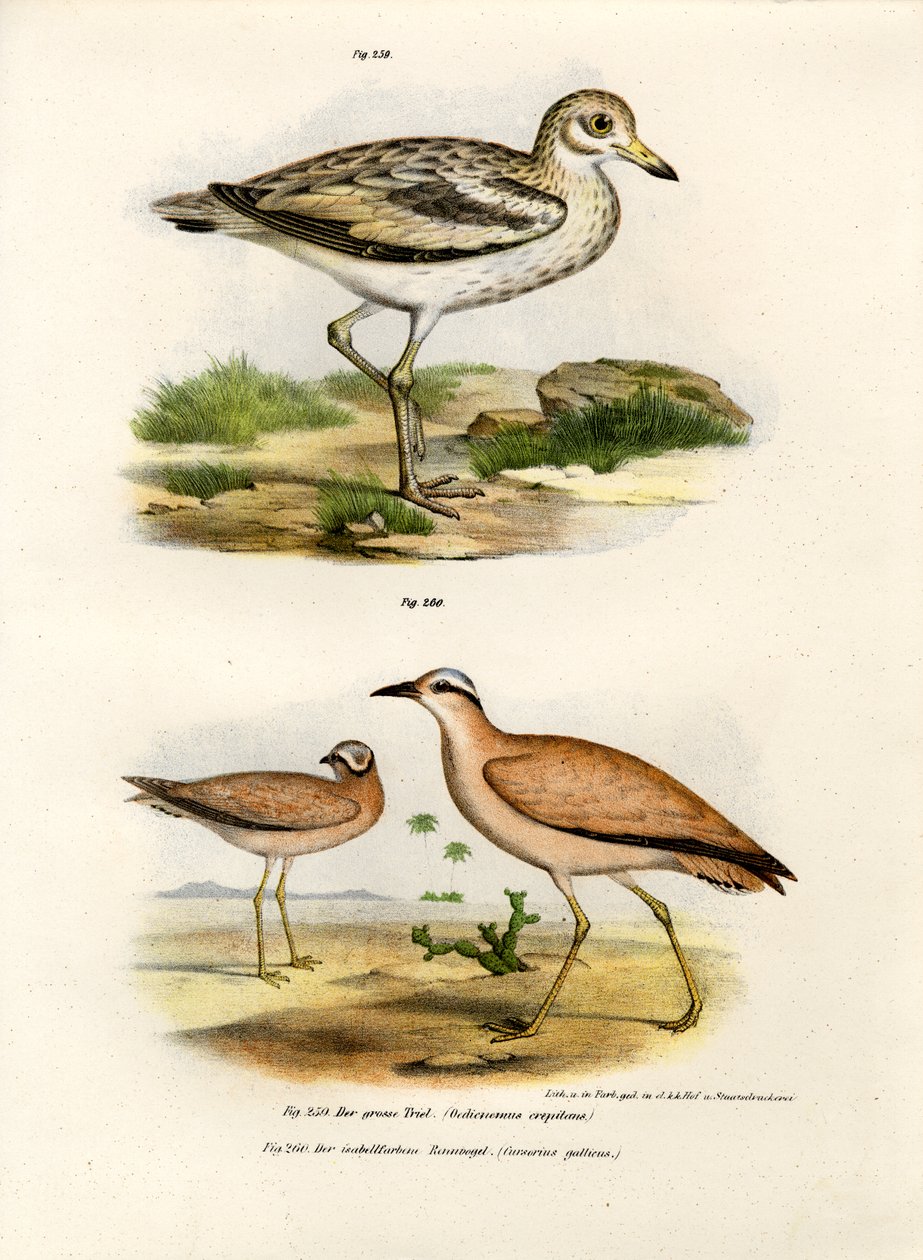मोटा-मोटा बस्टर्ड, 1864 द्वारा जर्मन स्कूल