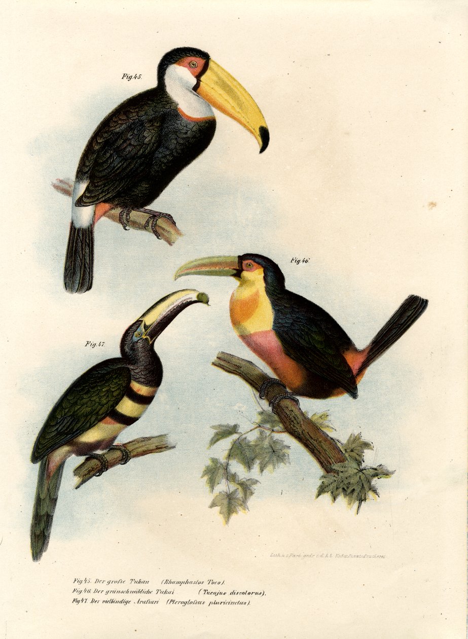 टोको टूकेन, 1864 द्वारा जर्मन स्कूल