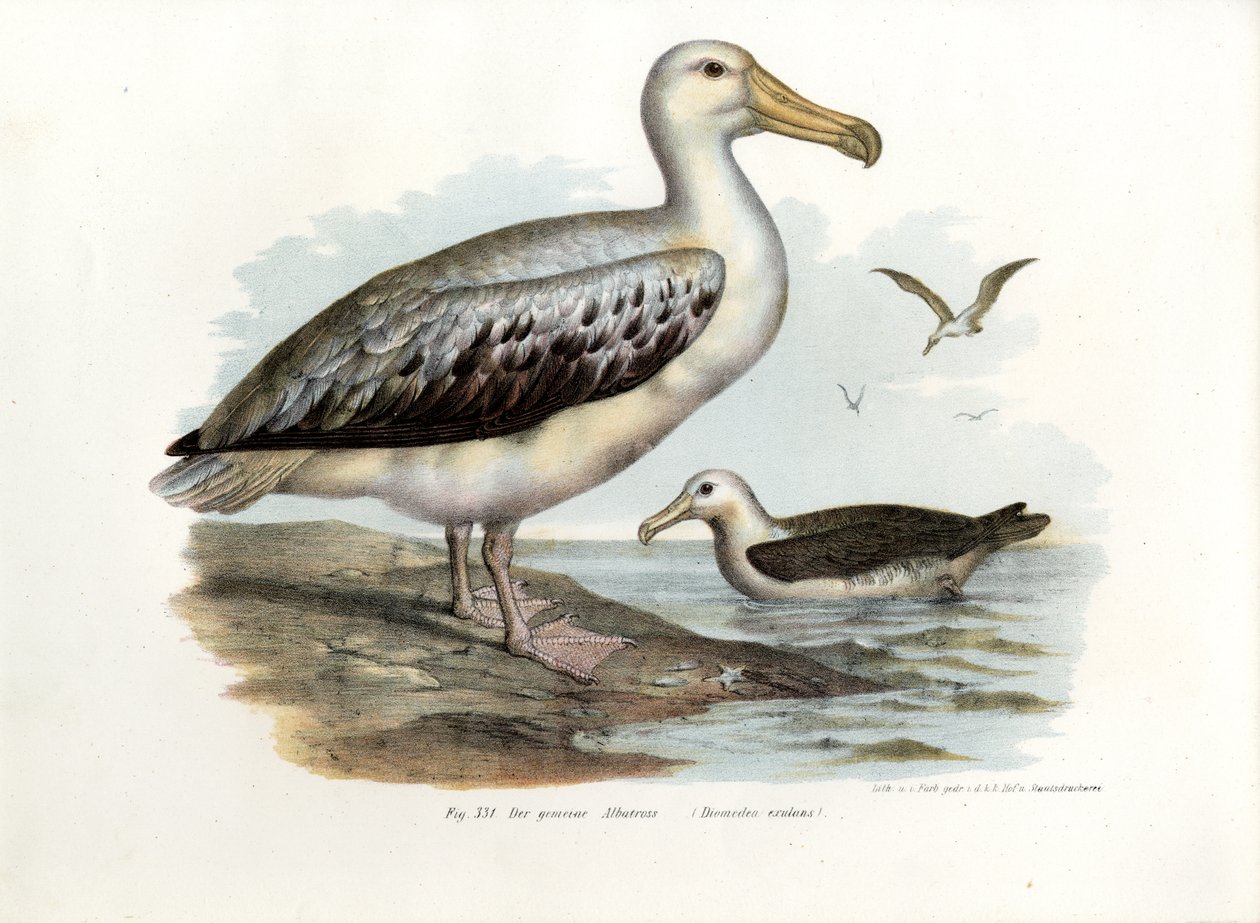 वांडरिंग अलबट्रॉस, 1864 द्वारा जर्मन स्कूल