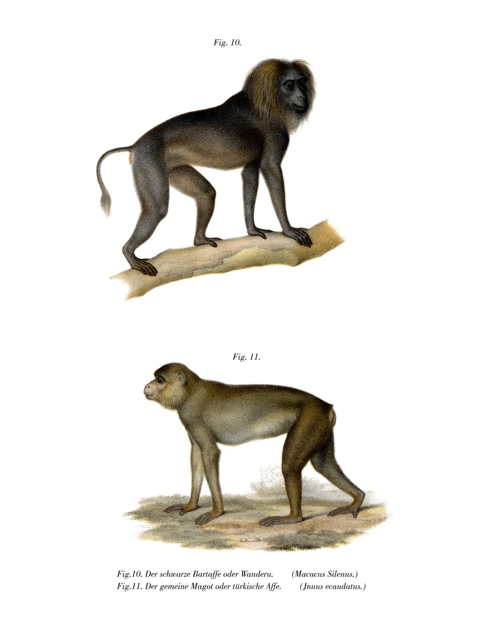 वांडरू बंदर, 1860 द्वारा जर्मन स्कूल