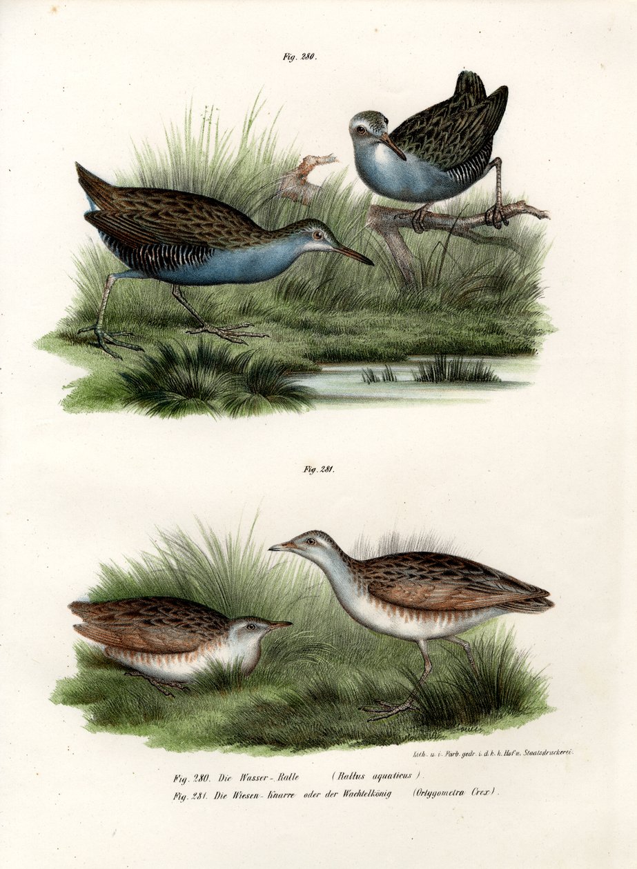 वाटर रेल, 1864 द्वारा जर्मन स्कूल