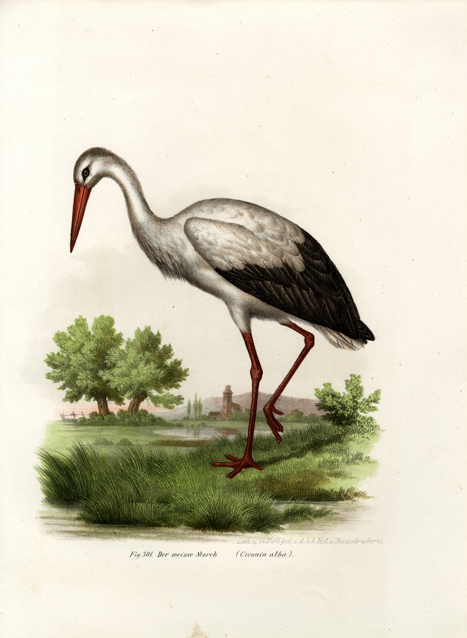 व्हाइट स्टॉर्क, 1864 द्वारा जर्मन स्कूल