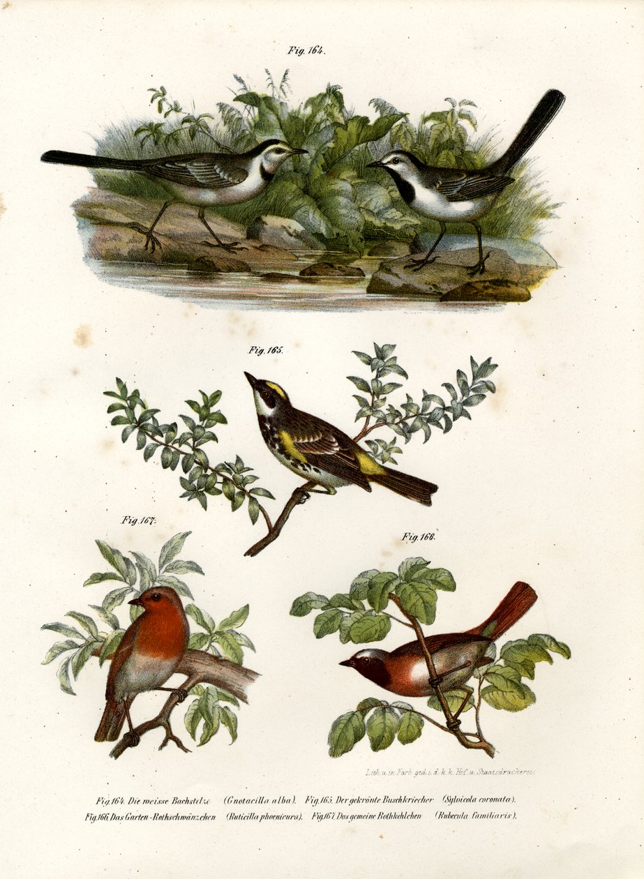 व्हाइट वैगेट, 1864 द्वारा जर्मन स्कूल