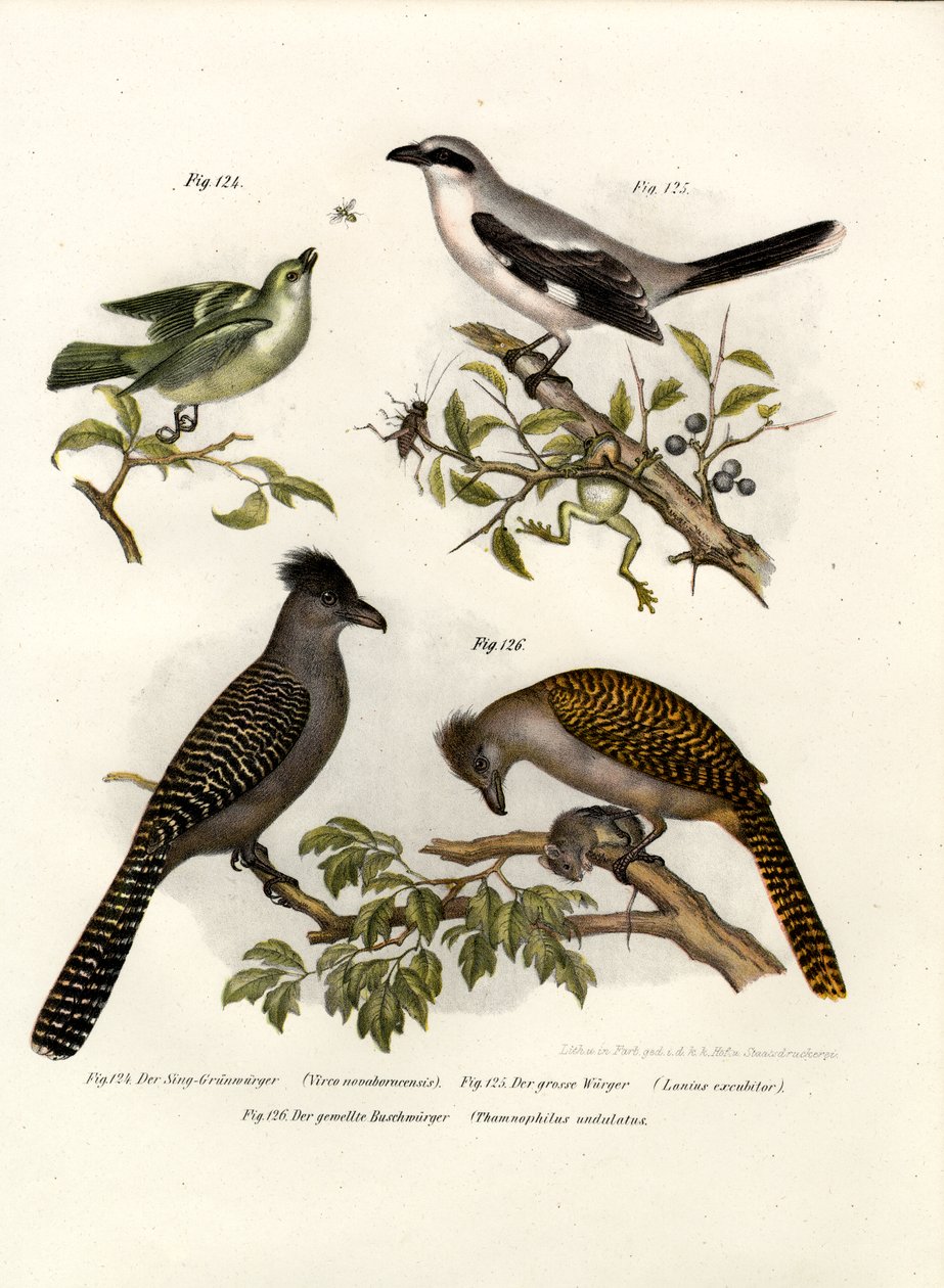सफेद आंखों वाला वीरो, 1864 द्वारा जर्मन स्कूल