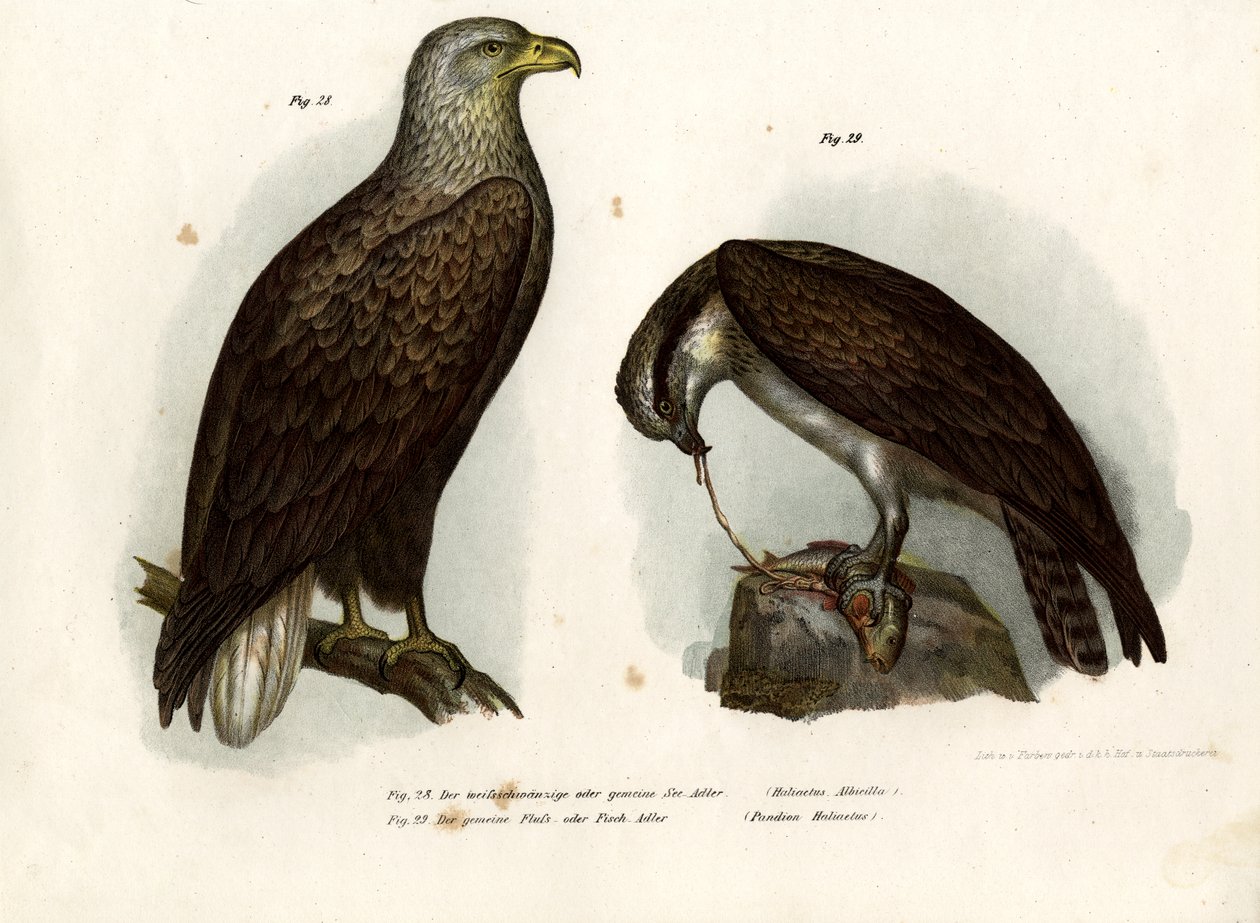व्हाइट-टेल्ड ईगल, 1864 द्वारा जर्मन स्कूल