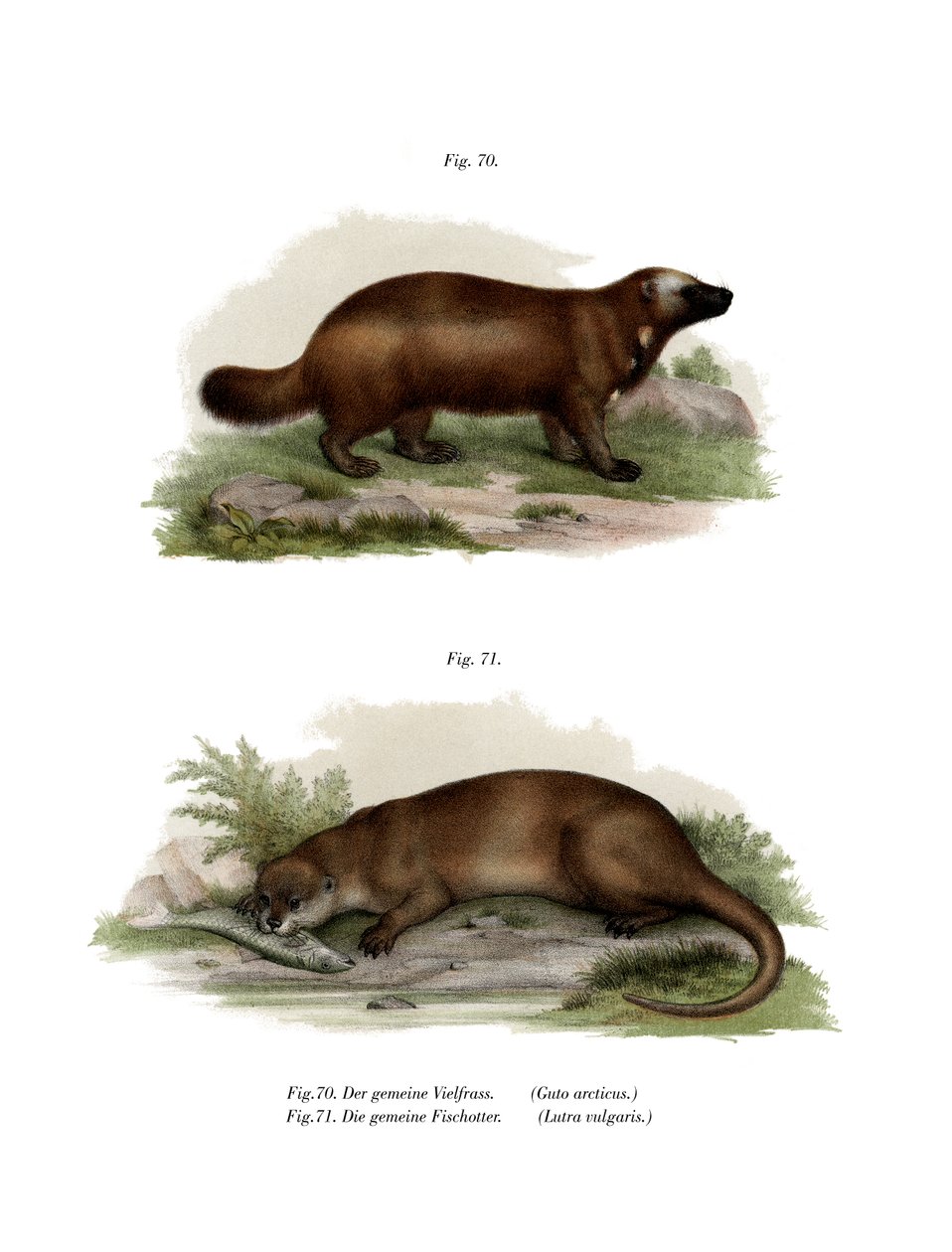 वूल्वरिन, 1860 द्वारा जर्मन स्कूल