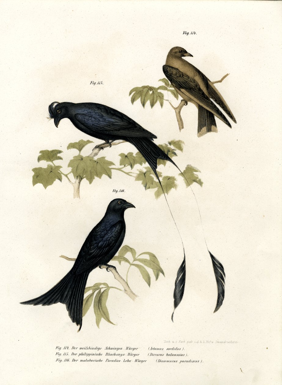 लकड़ी निगल, 1864 द्वारा जर्मन स्कूल