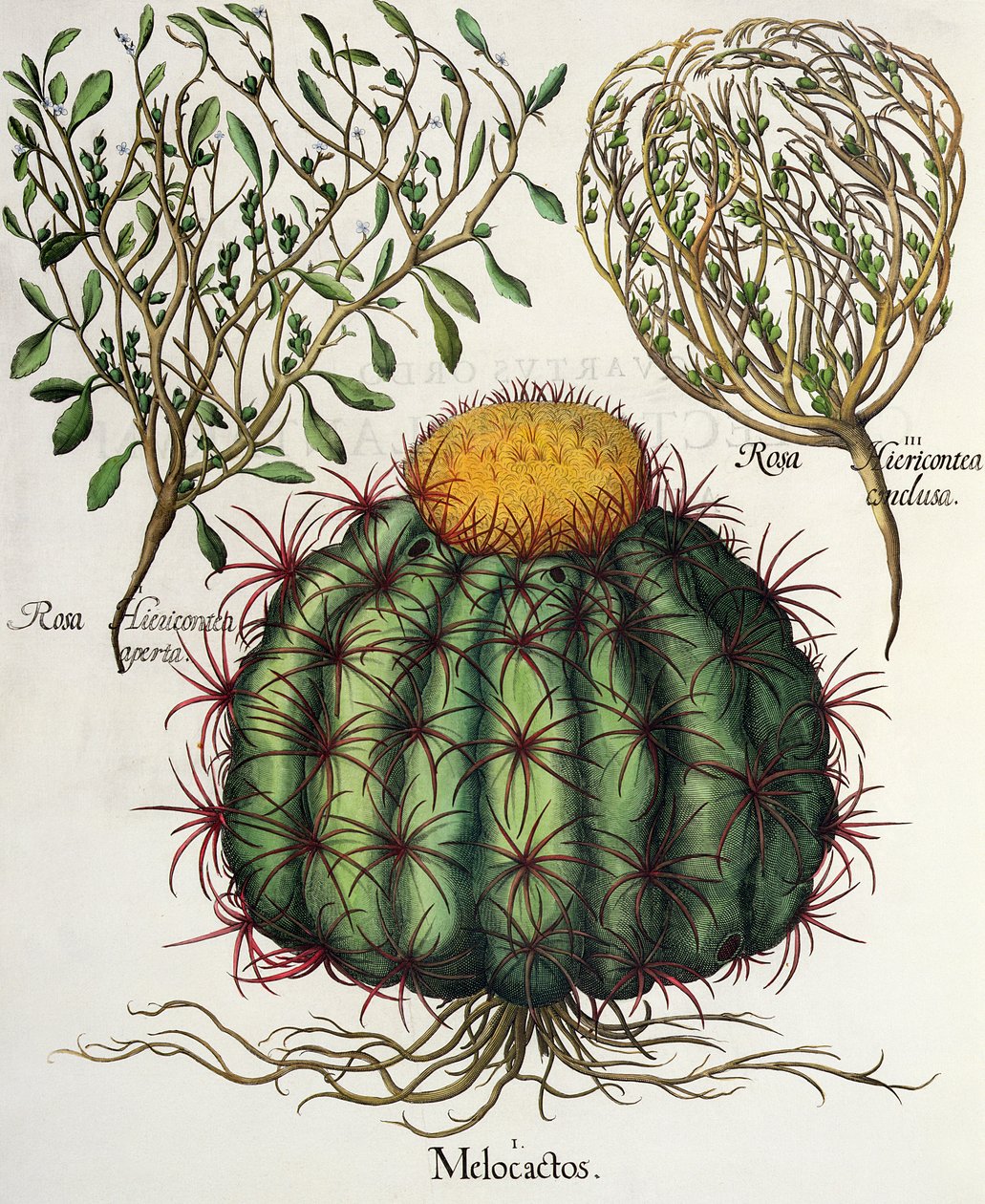 1.Melocactus; 2.Rosa Hiericontea खुला; 3.Rosa Hiericontea तुलसी Besler (1561-1629), पब से Eystettensis से संपन्न हुआ। 1613 द्वारा जर्मन स्कूल