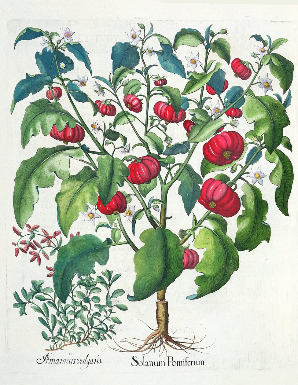 1.Solanum उपज; 2.Amaracus, लोकप्रिय हैं तुलसी Besler (1561-1629), पब से Eystettensis से। 1613 द्वारा जर्मन स्कूल