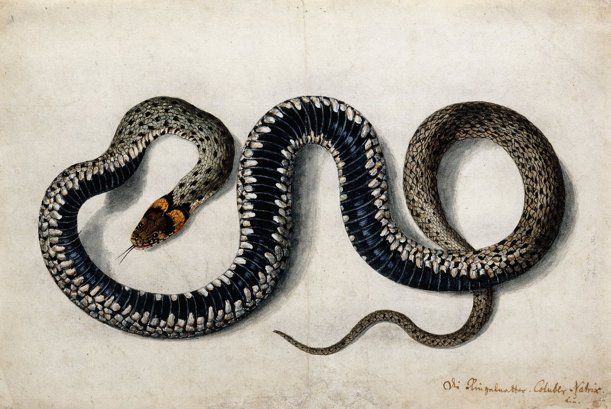 एक घास का साँप, c.1675-1700 द्वारा जर्मन स्कूल