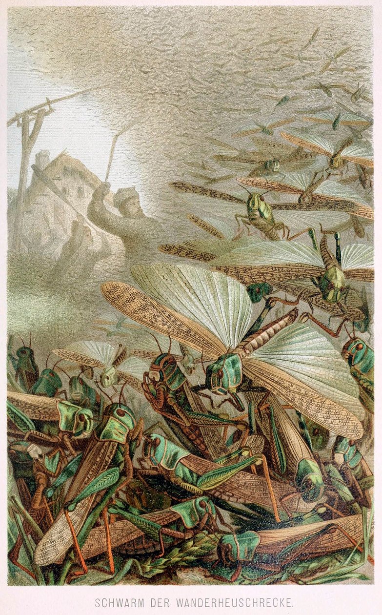 टिड्डियों का झुंड, ब्रेहम्स टियरलेबेन, पब से। 1860 का रंग लिथोग्राफ, 1860। द्वारा जर्मन स्कूल
