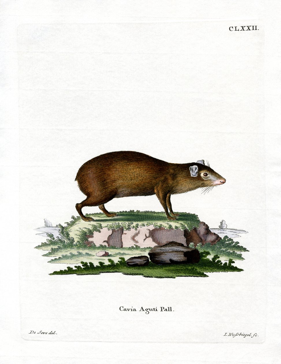 Agouti (रंगीन उत्कीर्णन) द्वारा जर्मन स्कूल