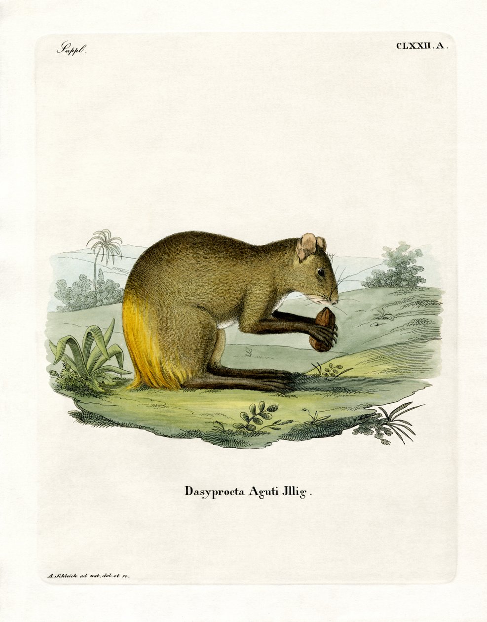 Agouti (रंगीन उत्कीर्णन) द्वारा जर्मन स्कूल